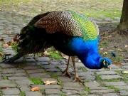 314  peacock.JPG